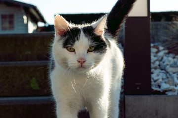 Cat looking in the camera