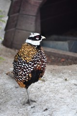 pheasant in winter