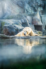 The polar bear lies has a rest among rocks in zoo. A photo in a haze, an indistinct picture because...