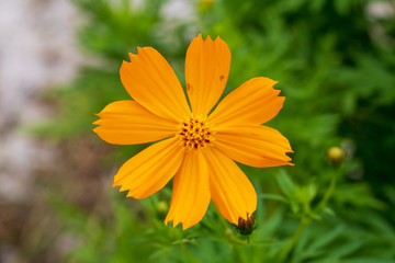 Orange Flower 