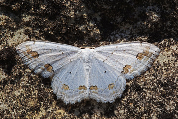 15.07.2018 DE, NRW, Dahlem, Ehemalige Steinbrche am S”nsberg Schmuck-Kleinspanner Scopula...