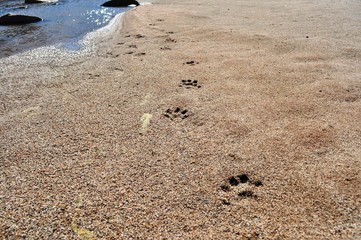 Footprints at the beach of Sout Africa