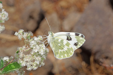 20.08.2018 ES, La Palma, Ruta de los Volcanes Westlicher Resedafalter , Pontia daplidice (LINNAEUS, 1758) - Westlicher Resedafalter, Westlicher Resedaweiáling Pontia daplidice (LINNAEUS, 1758)