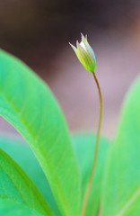 Flower bud of Chickweed wintergreen (Trientalis europaea). Selective focus and shallow depth of field.
