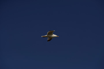 seagull in flight