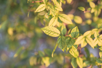 Close-up view of green leaves, natural background of flowers in a park with blurred direction of sunlight or wind blowing through, is a beautiful species.