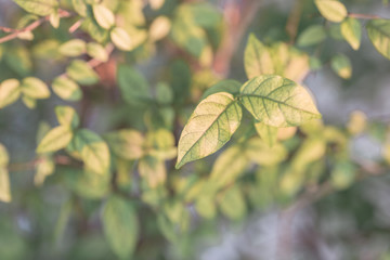 Close-up view of green leaves, natural background of flowers in a park with blurred direction of sunlight or wind blowing through, is a beautiful species.
