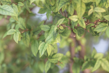 Close-up view of green leaves, natural background of flowers in a park with blurred direction of sunlight or wind blowing through, is a beautiful species.