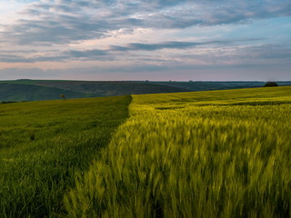 Naklejka na ściany i meble Spring fields of green oats, wheat. Crops. Spring field of green ears of oats at sunset. Agricultural grounds.
