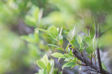 Close-up view of green leaves, natural background of flowers in a park with blurred direction of sunlight or wind blowing through, is a beautiful species.