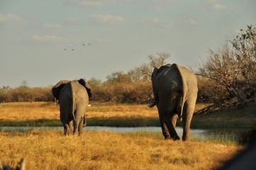 Elephants walking in Botswana