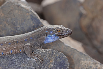 13.08.2018 ES, La Palma, Ruta de los Volcanes Gallotia galloti palmae Gallotia galloti palmae