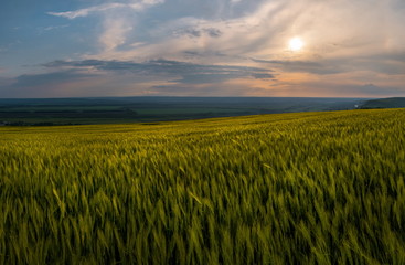Fototapeta na wymiar Spring fields of green oats, wheat. Crops. Spring field of green ears of oats at sunset. Agricultural grounds.
