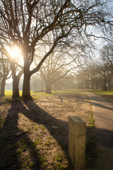 sun behind a tree with a post in shot