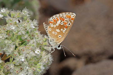 20.08.2018 ES, La Palma, Ruta de los Volcanes Aricia agestis cramera Aricia agestis cramera (ESCHSCHOLTZ, 1821)
