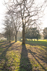 sun behind a tree creating rays