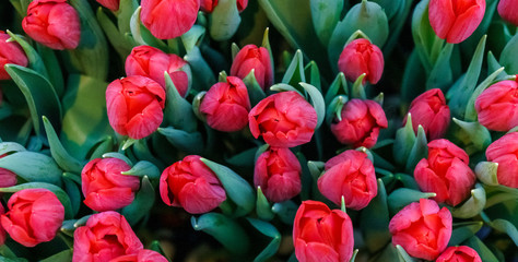 bouquet of multicolor tulips. fresh spring flowers