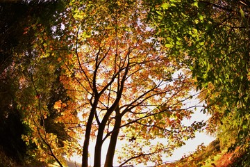Autumn in a Belgian forest