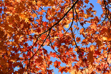 red maple in autumn , tree branches background