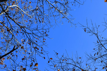 Autumn and winter branches, beautiful nature colors background.