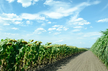 Sunflower field with a beautiful blue sky. Harvesting. Wide angle fish eye. Dry sunflowers