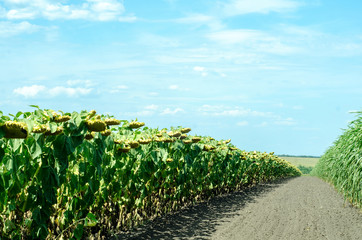 Sunflowers field with a beautiful blue sky and clouds. Harvesting. Wide angle fish eye. Dry sunflowers