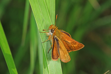22.08.2018 ES, La Palma, Camino de la Cumbre Thymelicus christi , Kanaren-Dickkopffalter Thymelicus christi REBEL, 1894