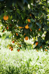 Orange Tree