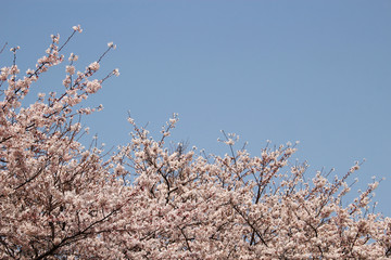 Blooming Cherry Blossom of Jeju Island