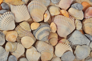 Seashells close-up as background