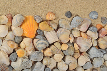 Seashells on a sand background