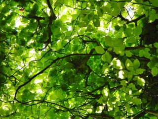 Seasonal Outdoor Nature Scenary