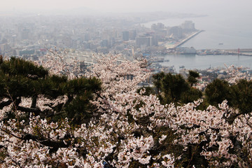 Blooming Cherry Blossom of Jeju Island