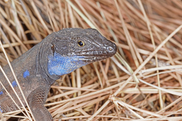 03.08.2018 ES, La Palma, Ruta de los Volcanes Gallotia galloti palmae Gallotia galloti palmae