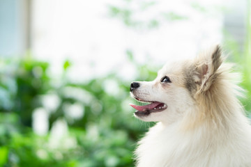 Closeup cute pomeranian dog looking something with happy moment, selective focus