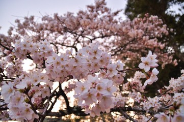Sakura in Kyoto, Japan!