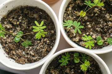 fresh sprouts in pots