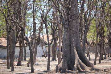 Fototapeta na wymiar landscape trees on the island of Gili Ketapang