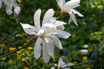 Blooming magnolia stellata