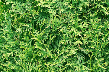 Green cedar tree background