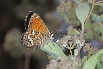 13.08.2018 ES, La Palma, Ruta de los Volcanes Cyclyrius webbianus Cyclyrius webbianus (BRULL, 1839)