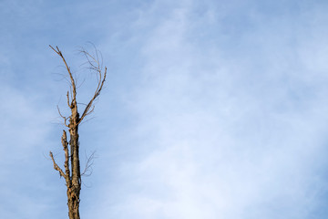 The tree top on the blue sky background.