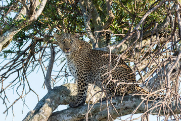 A leopard sitting on top of a tree in the plains of africa inside Masai Mara National reserve during a wildlife safari