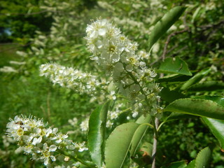 Seasonal Outdoor Nature Scenary