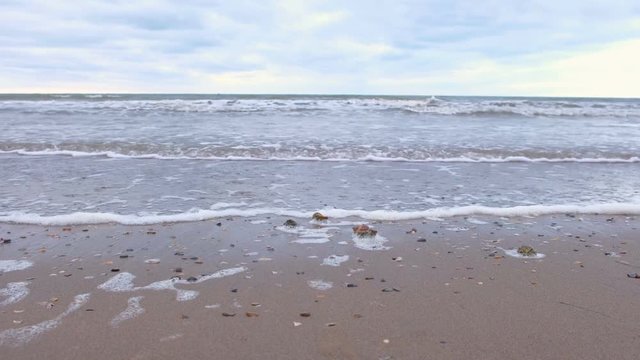 Strong sea waves on the sandy shore. Shells of rapan on the sand.