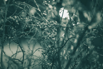 岐阜県高山市　伝統的建造物群保存地区