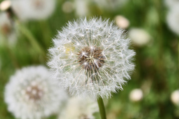 dandelion close up
