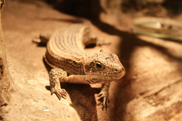 Naklejka premium the lizard looks very interesting