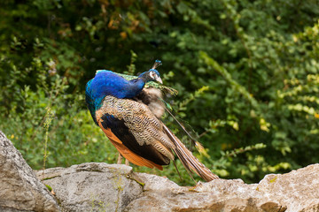Pfau