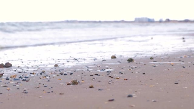 Strong sea waves on the sandy shore. Shells of rapan on the sand.